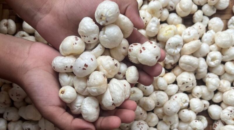 क्या आप भी करते हैं मखाने का अत्यधिक सेवन? अगर हां, तो जान लीजिये इसके नुकसान